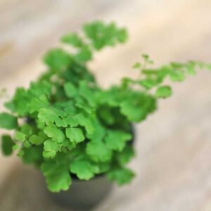 maidenhair fern