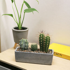 cactus house plant kit