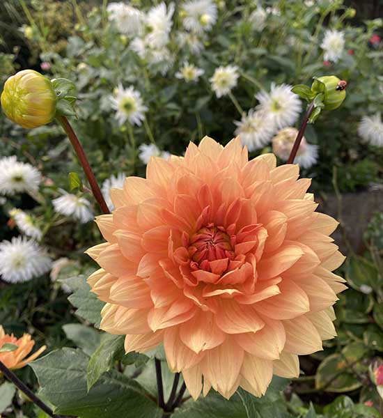 beautiful dahlia uk