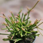 how to care for rhipsalis