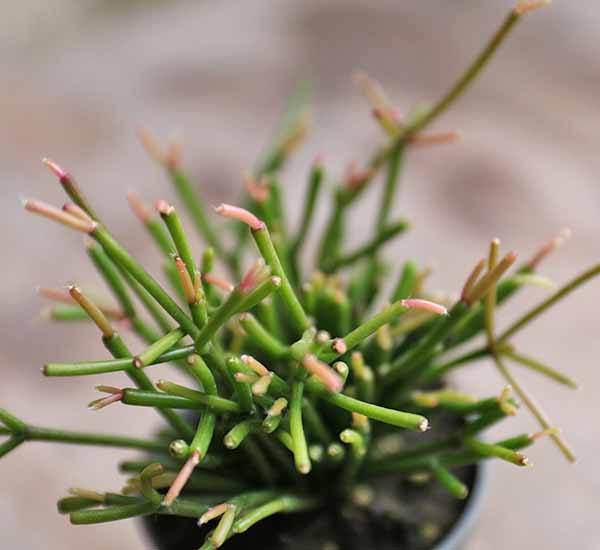 how to care for rhipsalis