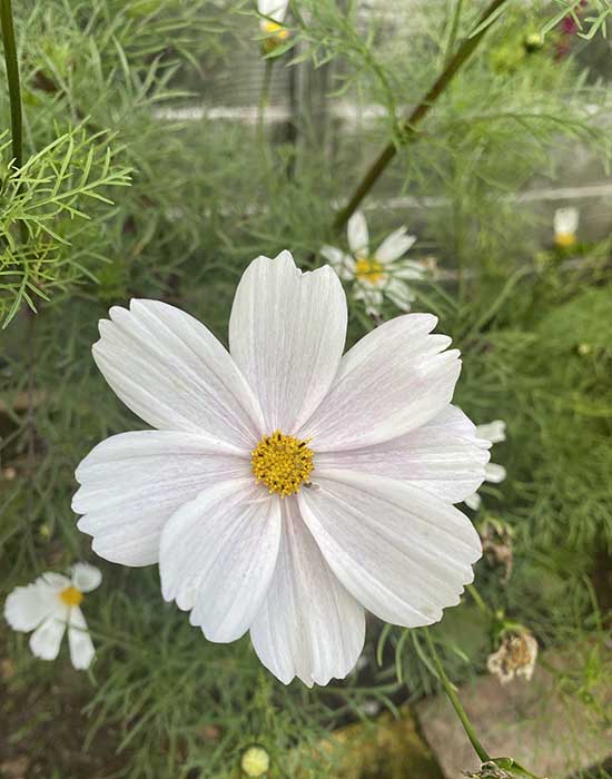 cosmos for wedding