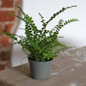 buy ferns uk