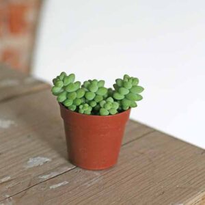 burros tail succulent