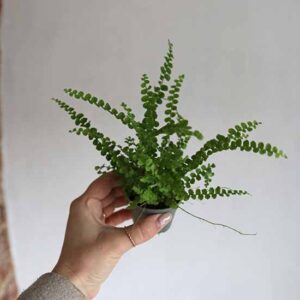 terrarium ferns online