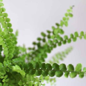 small terrarium fern