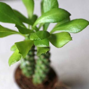 online house plant shop uk