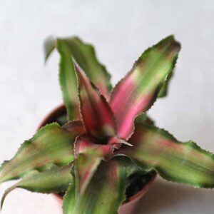 mini cryptanthus