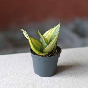 birds nest snake plant