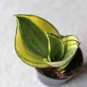 sanseveria snake plant