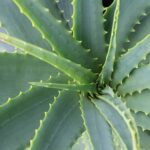 aloe vera care guide uk