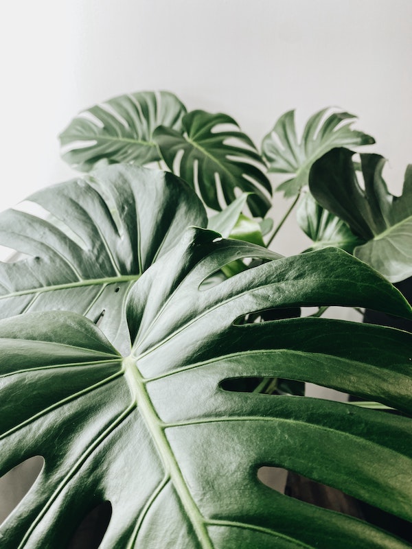 how to look after swiss cheese monstera 