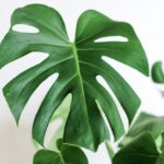 monstera deliciosa