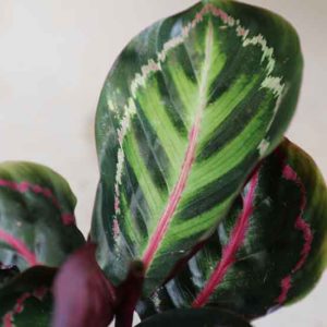 buy calathea online