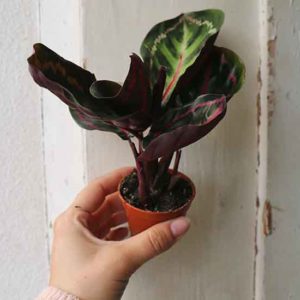 baby calathea roseopicta