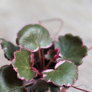 miniature mother of thousands