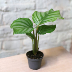 buy baby calathea online