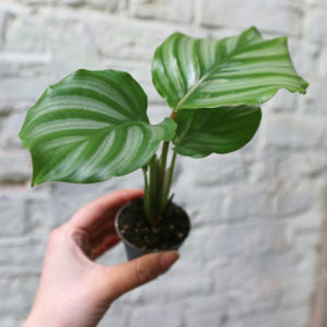 baby calathea orbifolia