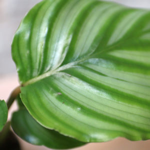 calathea uk houseplant shop