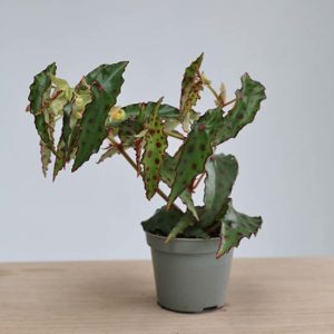 baby begonia house plant