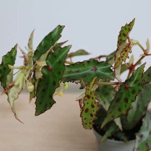 begonia amphioxus