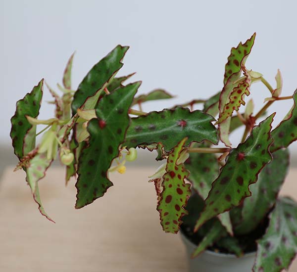 beautiful baby begonia plant